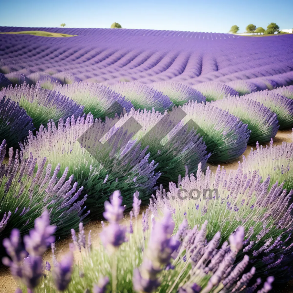 Picture of Lavender Shrub in Colorful Field