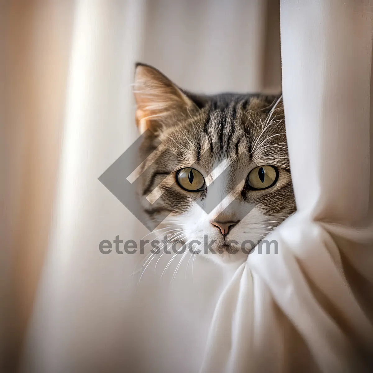 Picture of Adorable gray tabby kitten with curious expressions