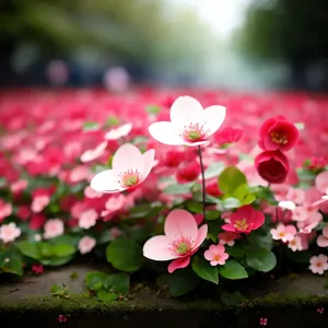 Pink Blossoming Flower on Branch