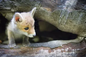 Curious Red Fox Kitten with Big Eyes