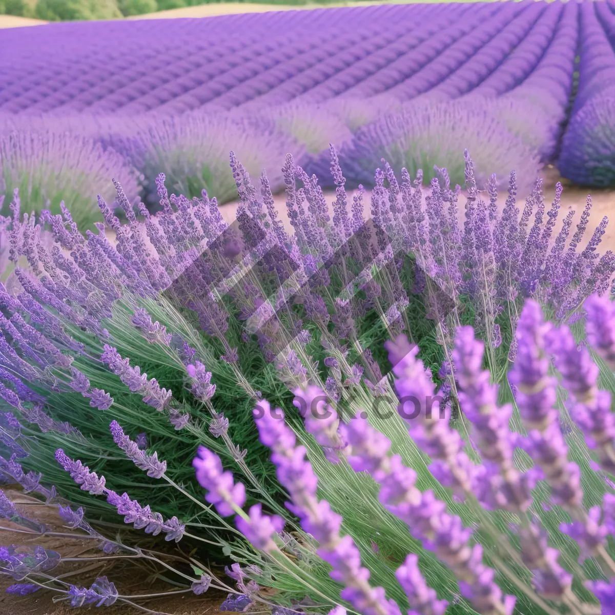 Picture of Lavender Garden: Fragrant Purple Blooms in Rural Field