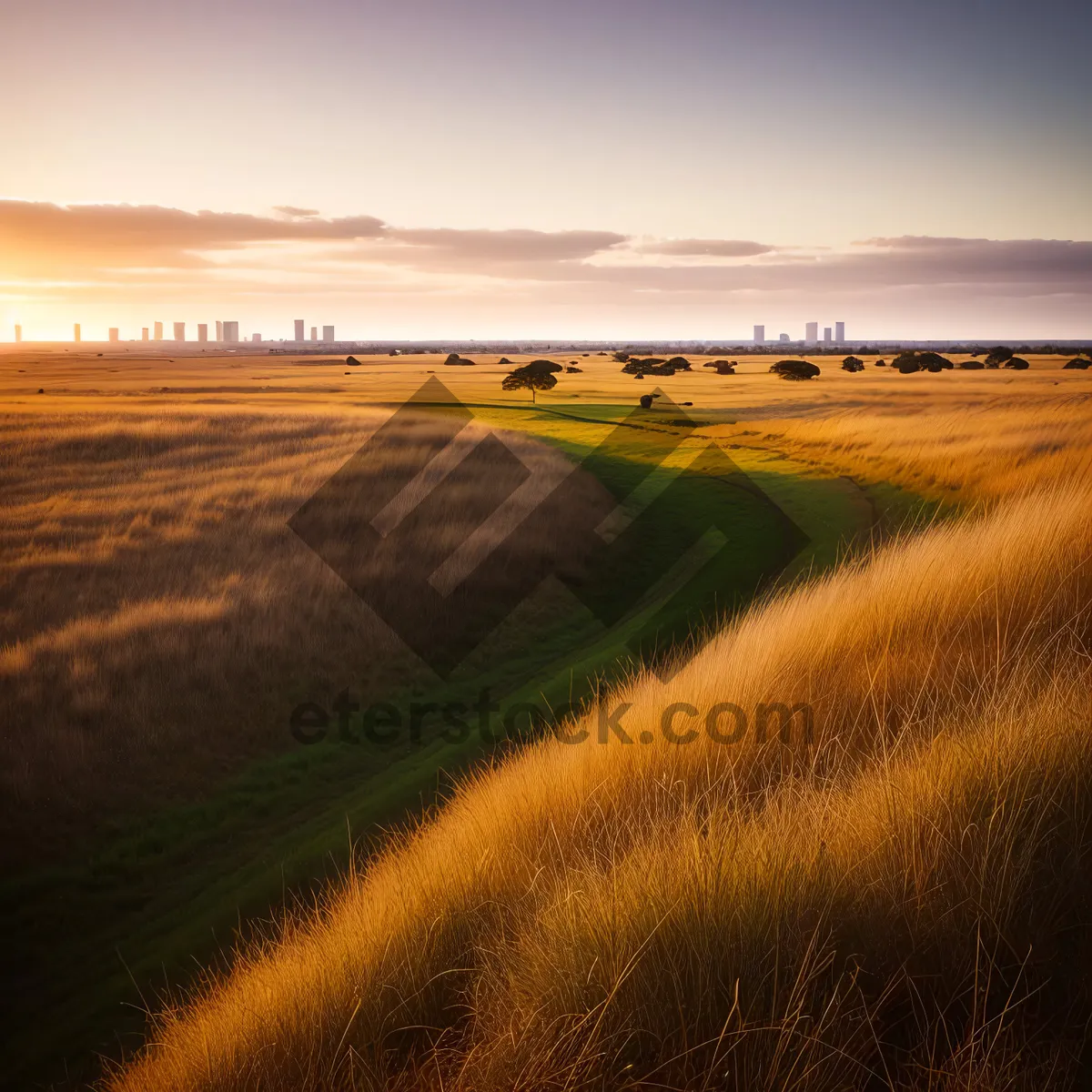 Picture of Golden Horizon: Sunlit Countryside Landscape