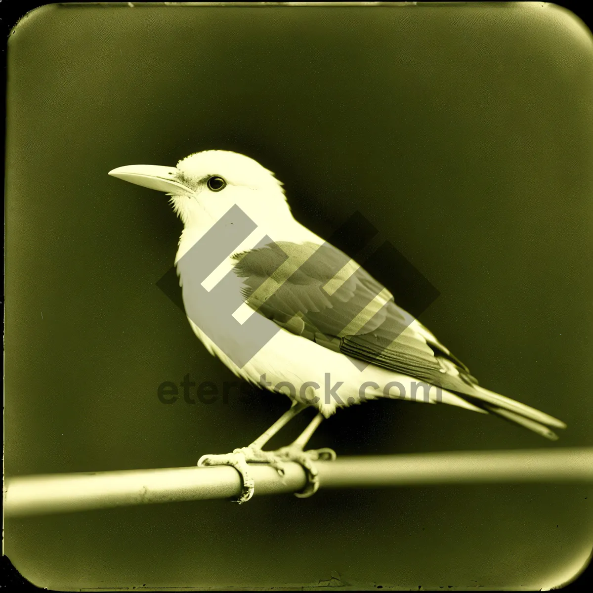 Picture of Wild Warbler Bird with Majestic Black Feathers