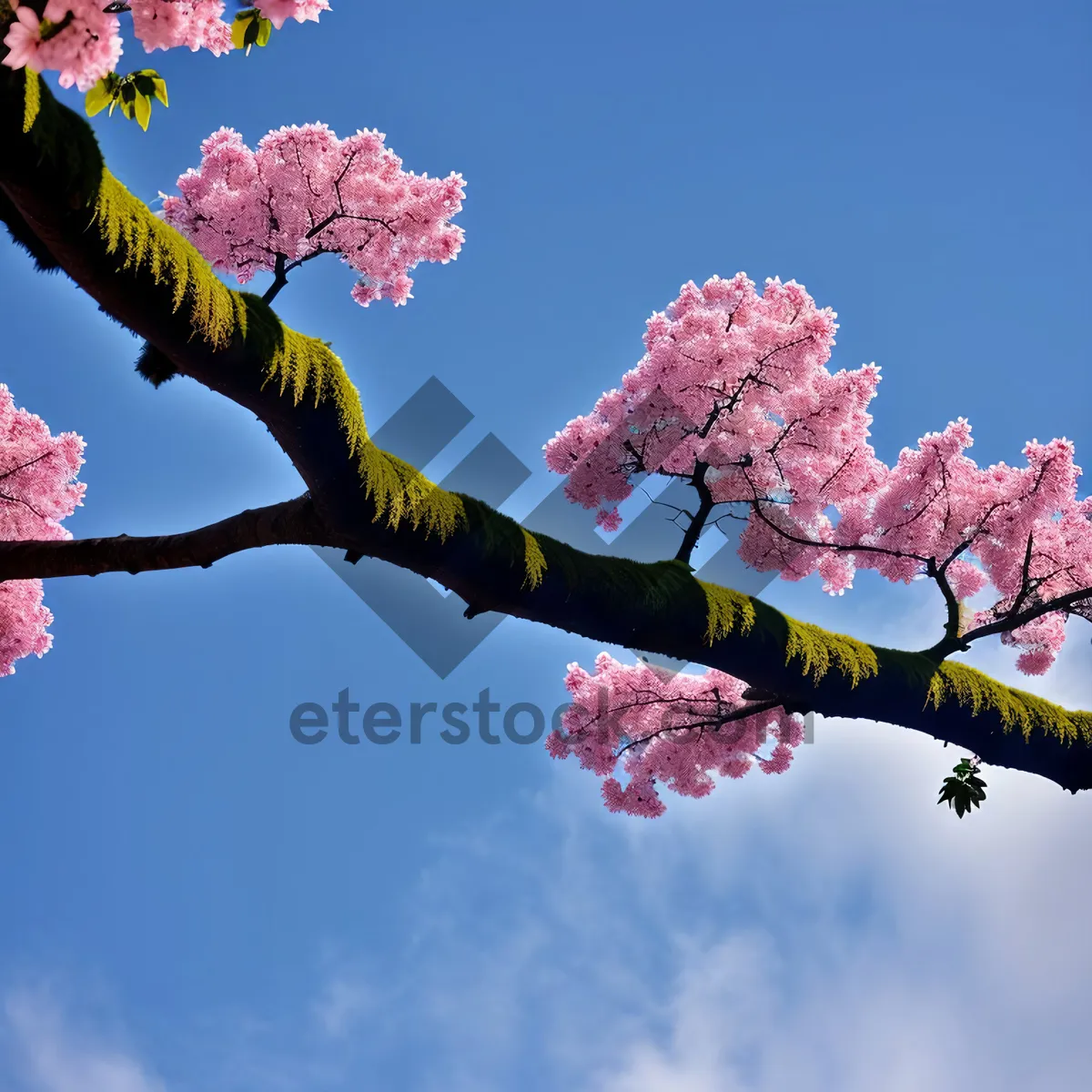 Picture of Pink Crape Myrtle Blossom in Spring Sky