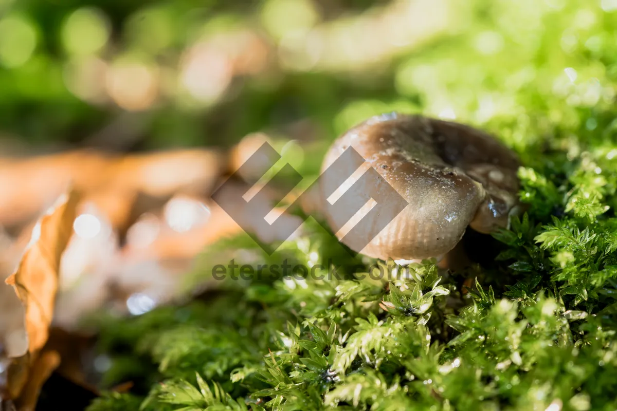 Picture of Fresh vegetable meal with mushrooms and snail.