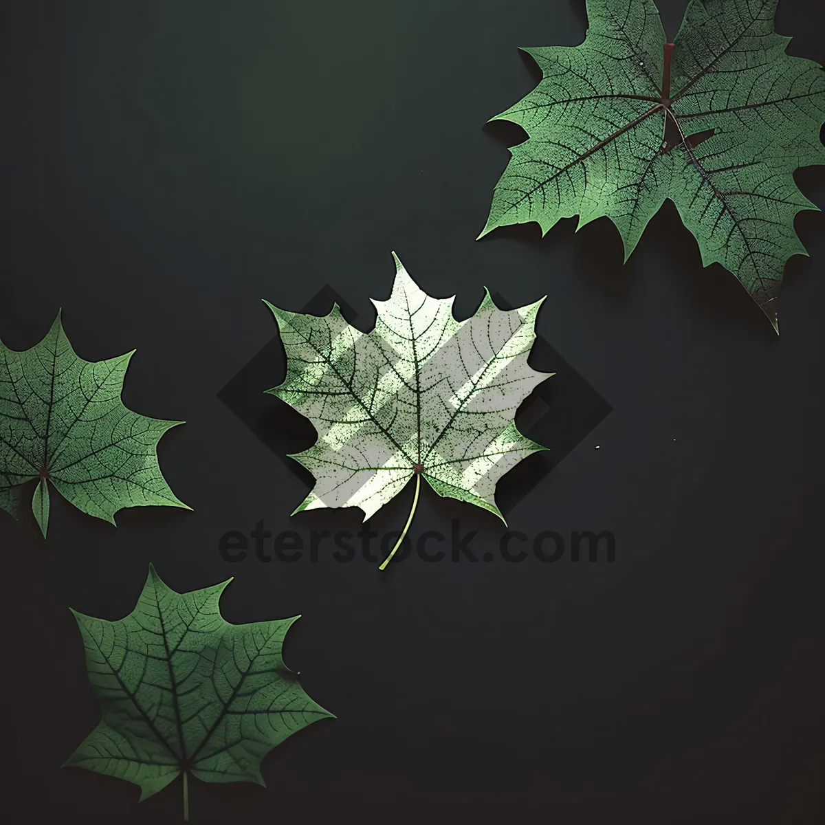 Picture of Lush Maple Leaves in Sunlit Forest