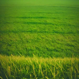 Golden Fields of Summer