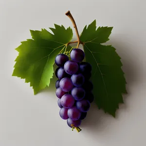 Fresh and Juicy Grape Cluster in Vineyard