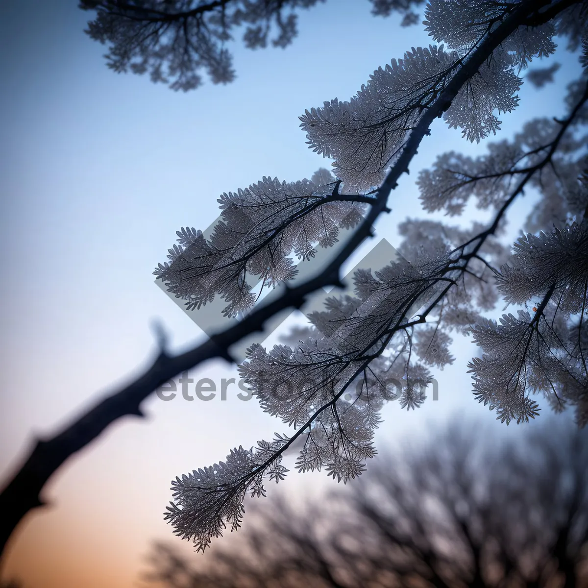 Picture of Winter Wonderland: Majestic Silver Tree in Snowy Forest