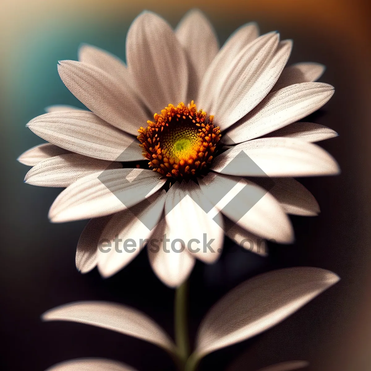 Picture of Bright Yellow Daisy Blossom in Summer Garden