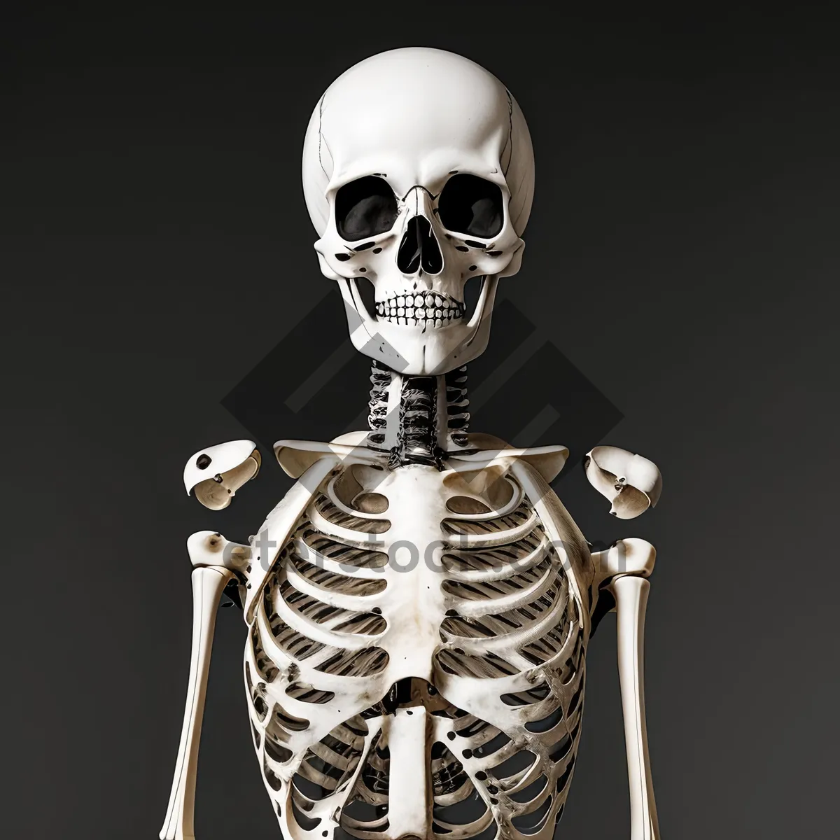 Picture of Spooky 3D Skeleton Bust Sculpture