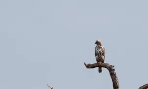 Graceful Predator in Flight - Bird of Prey