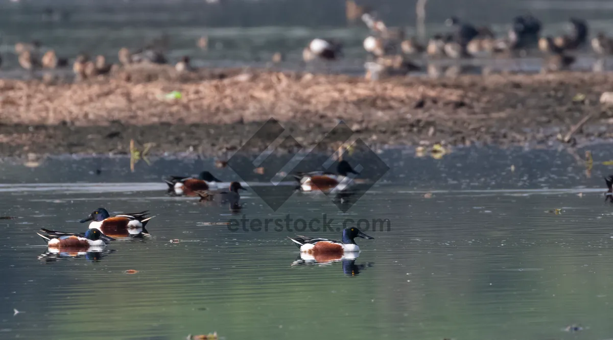 Picture of Ruddy Turnstone in Flight over Beach Shoreline