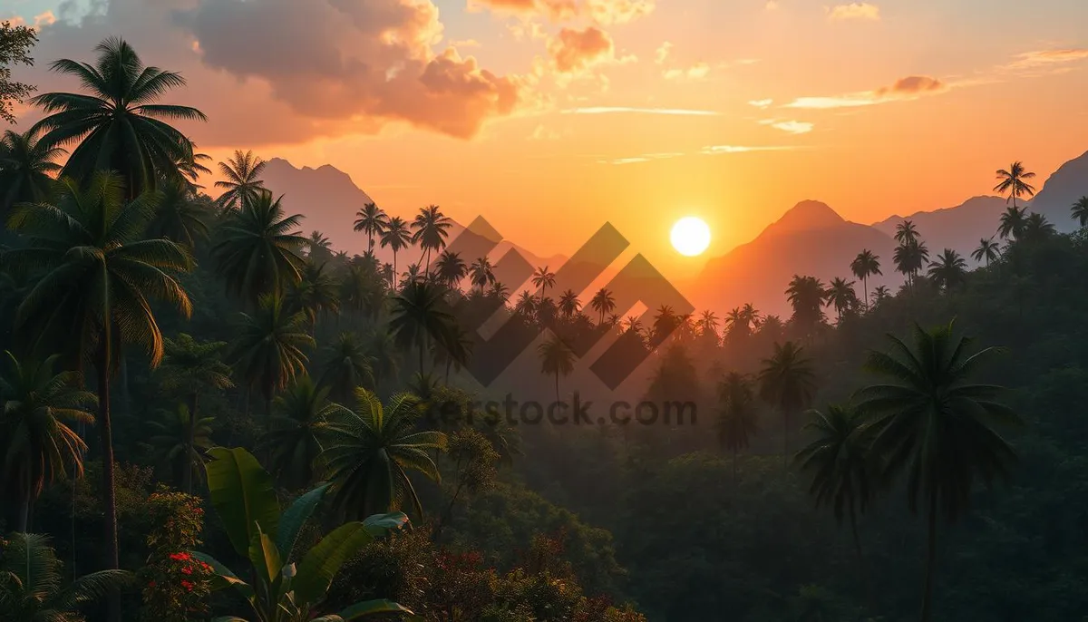 Picture of Silhouette Sunset over Tropical Palm Trees on Beach