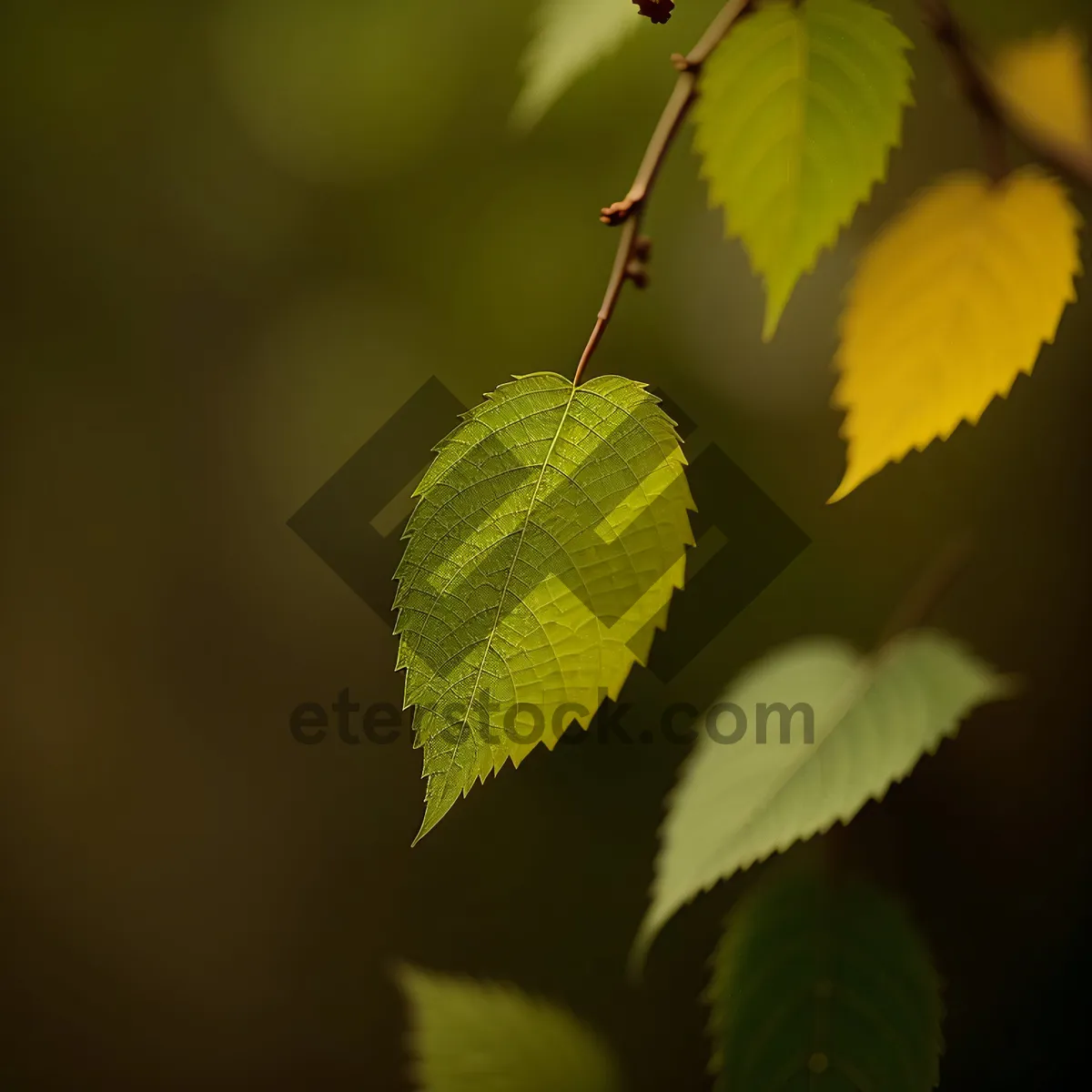 Picture of Vibrant Linden Leaves in Sunlit Forest