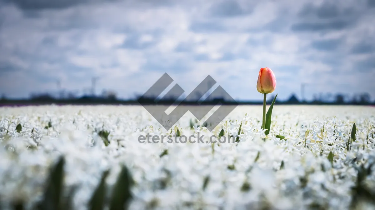 Picture of Meadow with colorful flowers and wading bird in spring