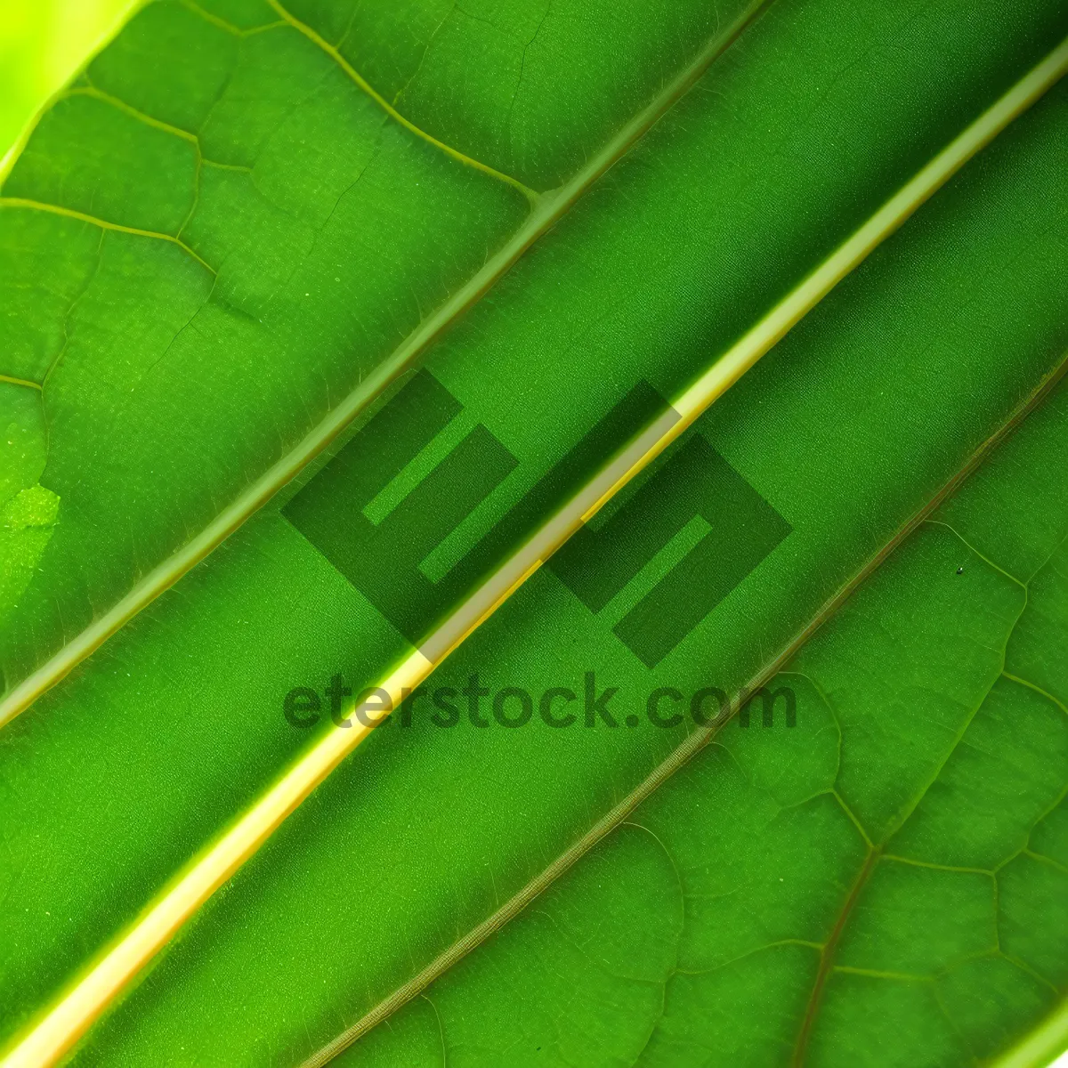 Picture of Vibrant Rhubarb Leaf: Organic Spring Growth with Futuristic Texture