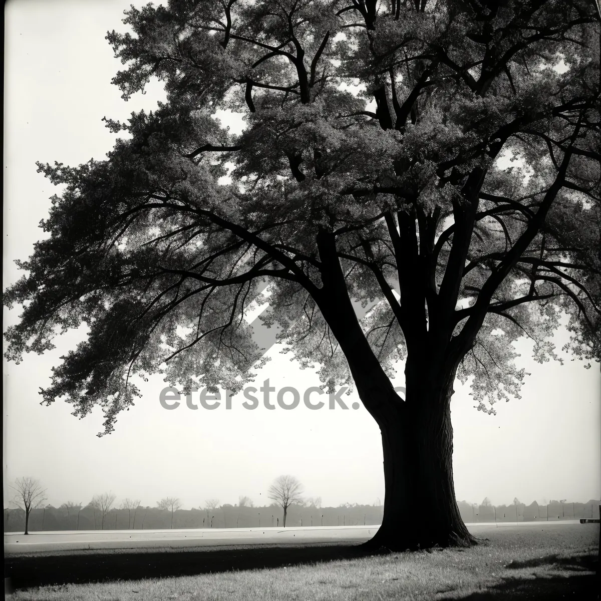 Picture of Autumn landscape with oak trees and park bench