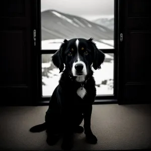 Cute Black Swiss Mountain Dog Puppy with Adorable Brown Fur