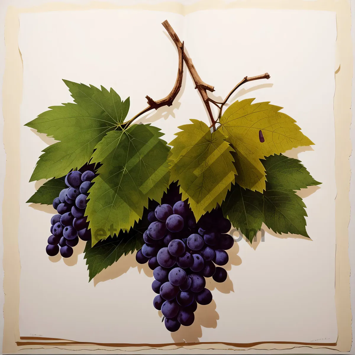 Picture of Autumn Harvest: Ripe, Juicy Grapes on Vine