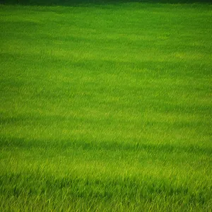 Vibrant Summer Meadow with Lush Green Grass