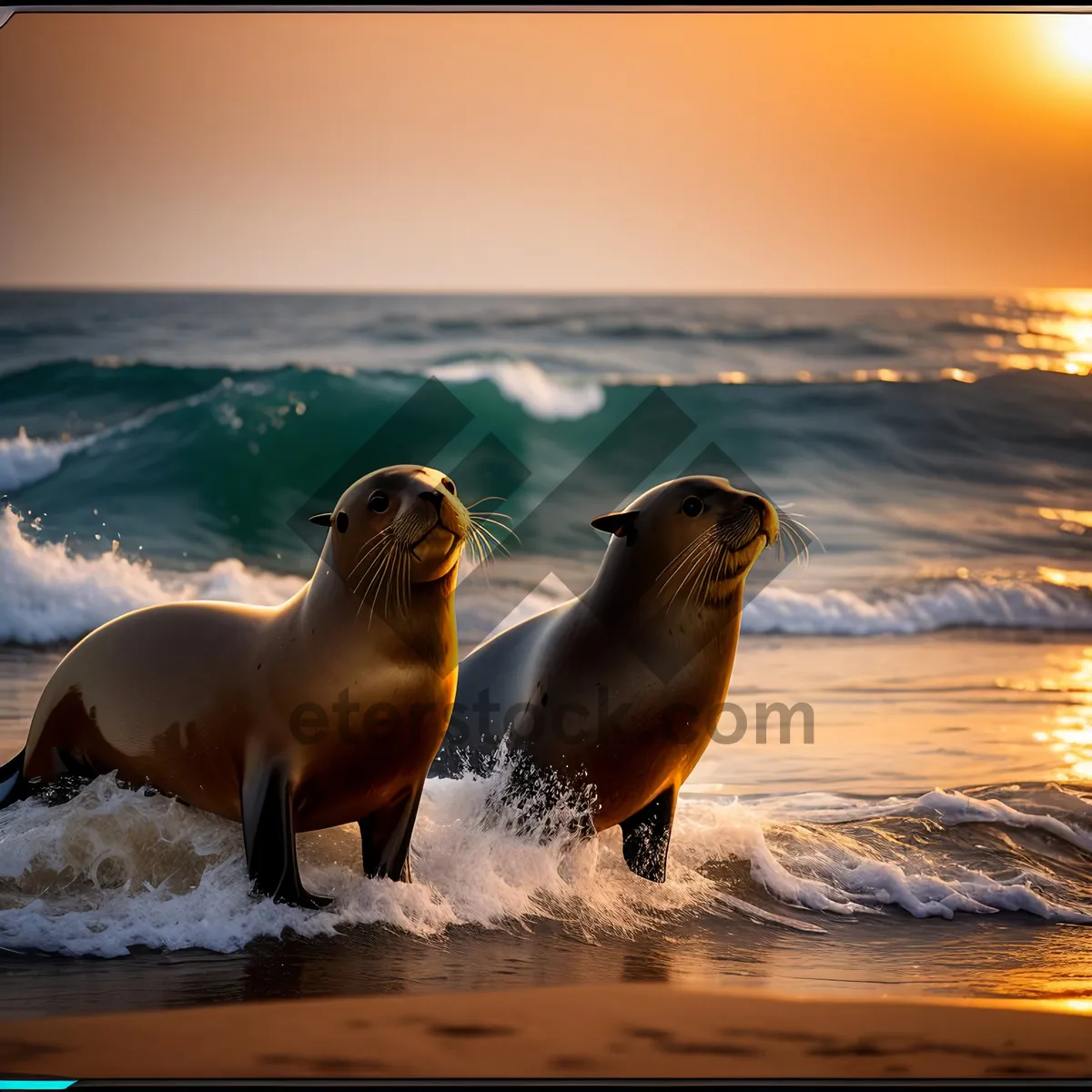 Picture of Playful Eared Seal Basking on Sandy Coastline