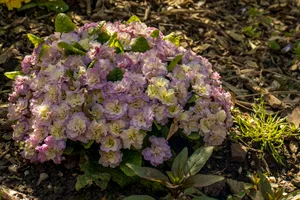 Colorful Garden Flowers: Yarrow and Hydrangea Blooms