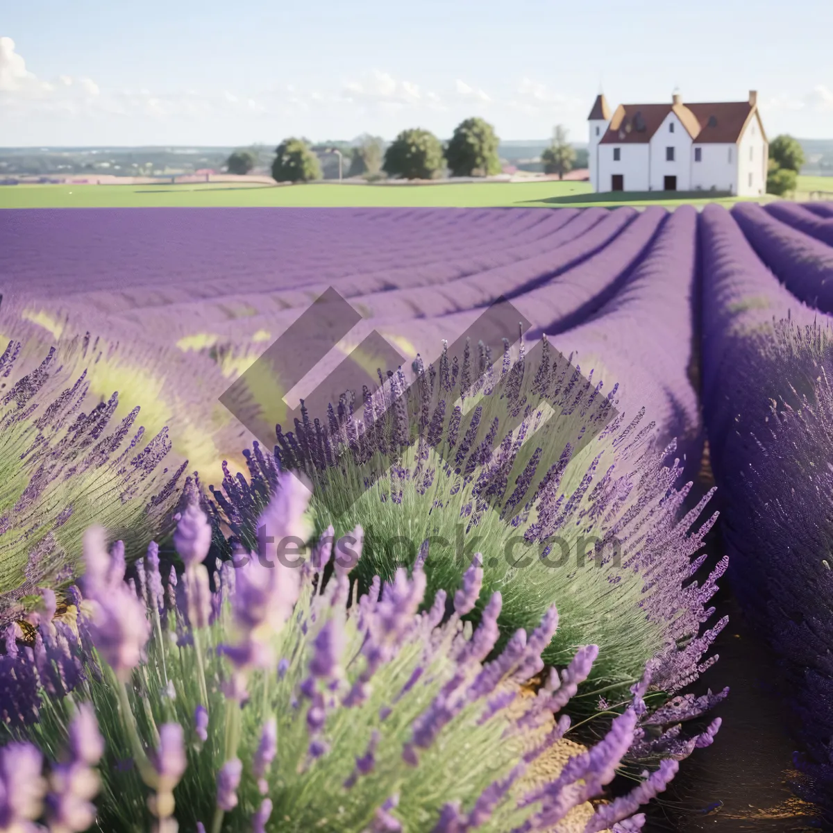 Picture of Colorful Flora in Lavender Field - Summer Countryside Beauty