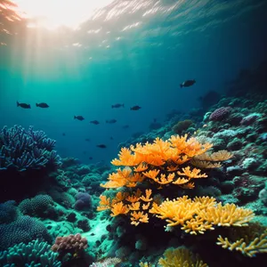 Vibrant Coral Life in a Tropical Reef