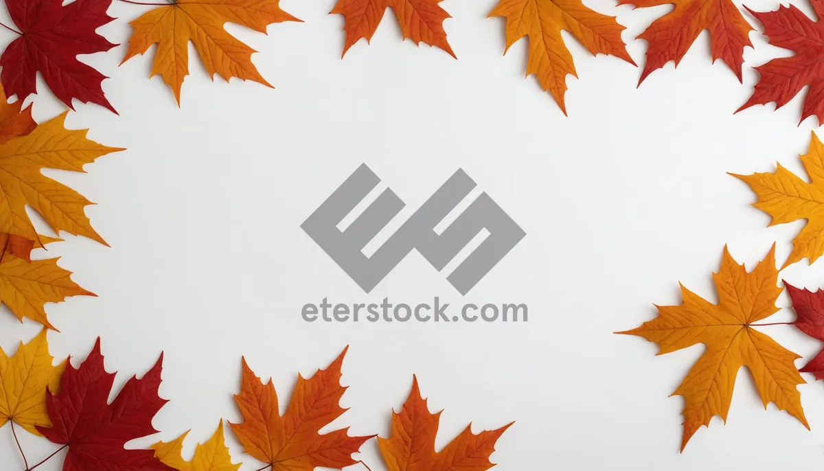 Picture of Autumnal Foliage Frame with Maple and Oak Leaves