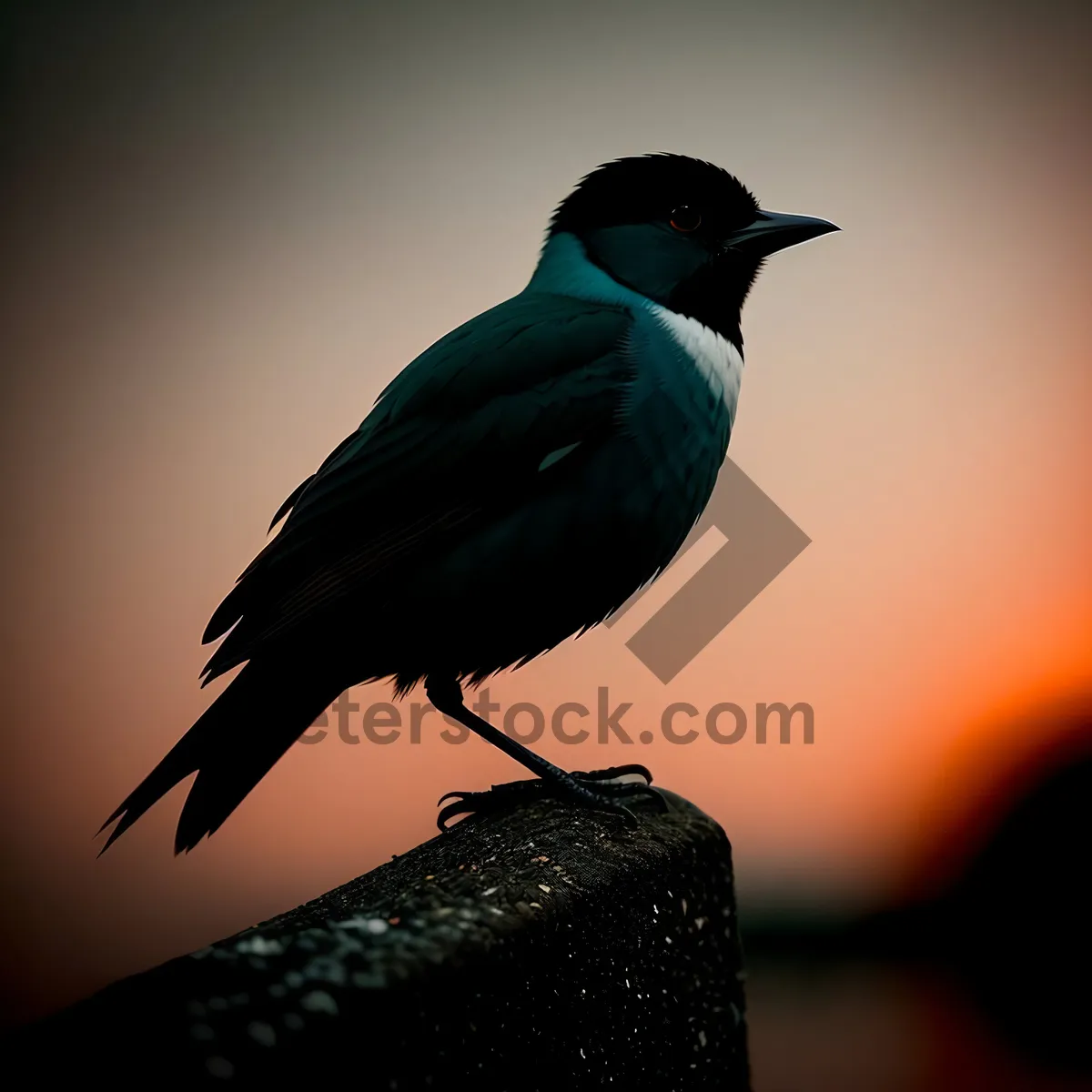 Picture of Majestic Magpie Amongst Winter Garden Feathers