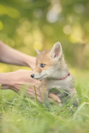 Happy red fox in grassy meadow