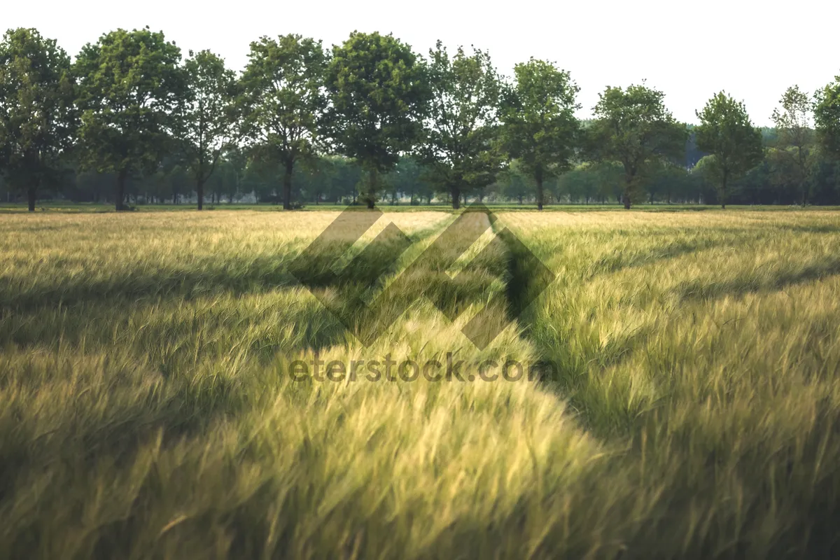 Picture of Sunlit Rice Field in Autumn Landscape