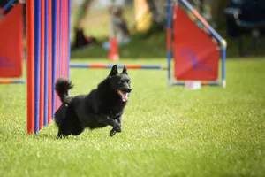 Dog is running slalom on his agility training on agility summer camp czech agility slalom.