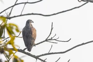 Majestic Hawk with Piercing Golden Eye