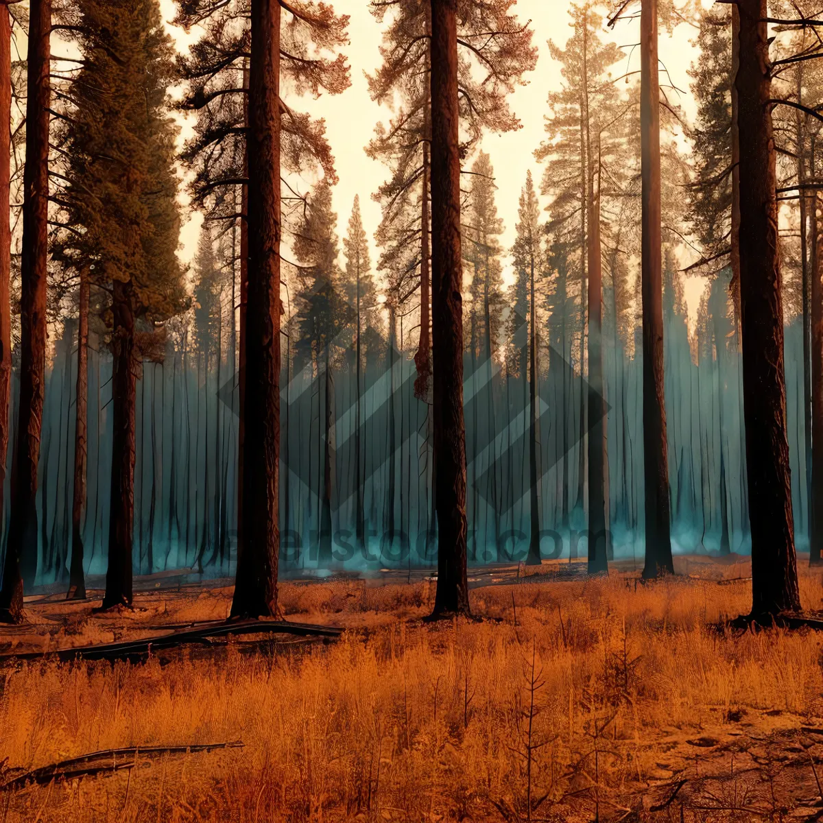 Picture of Sunlit Birch Trees in Autumn Forest