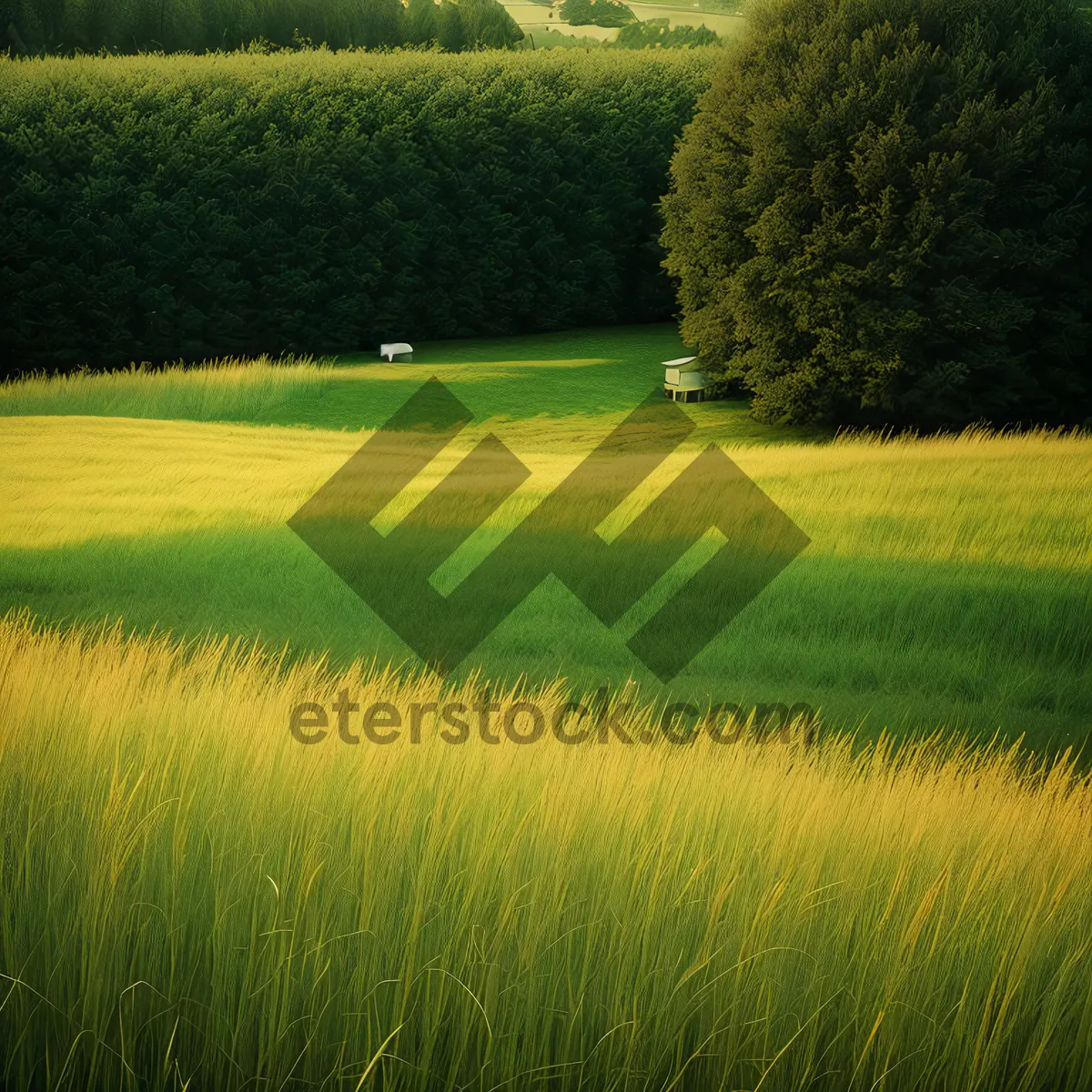 Picture of Bountiful Rice Field Under Sunny Sky