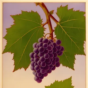 Autumn Harvest: Juicy, Organic Purple Grapes from the Vineyard