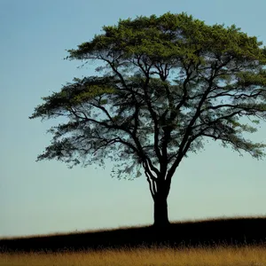 Serene Summer Oak Tree Under Sunny Sky