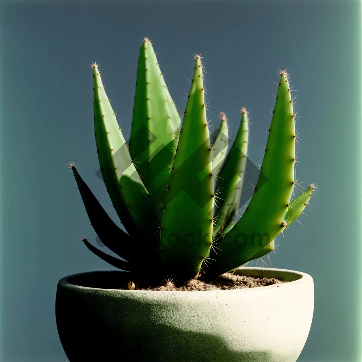 Picture of Agave Succulent with Fresh, Vibrant Flower and Leaf