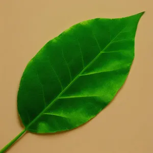 Fresh Green Leaves of Wild Ginger in Spring Garden