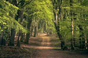 Autumn foliage in Southern Beech forest