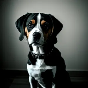 Swiss Mountain Dog: Cute Purebred Puppy in Studio Portrait