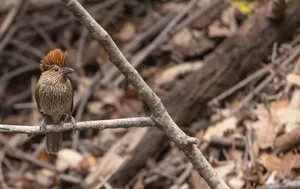 Wild Wren in the Outdoors with Brown Feathers