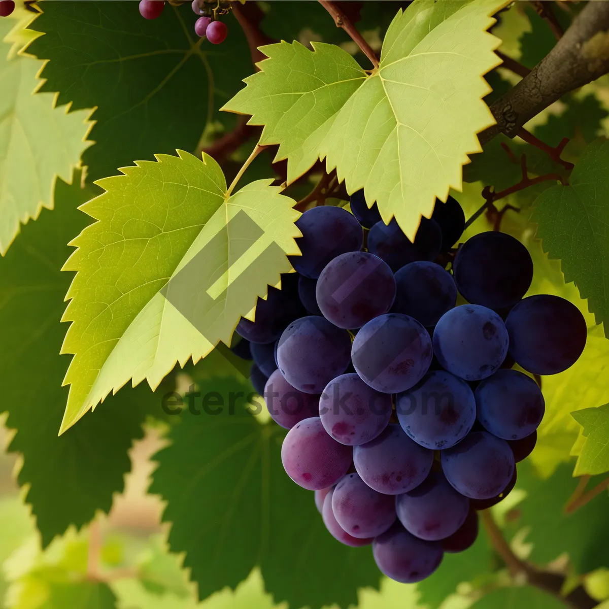 Picture of Ripe grapevine cluster in vineyard"
"Harvested grapes in autumn vineyard"
"Fresh and juicy grapes on vine"
"Abundant grape harvest in vineyard"
"Healthy vineyard crop of ripe grapes