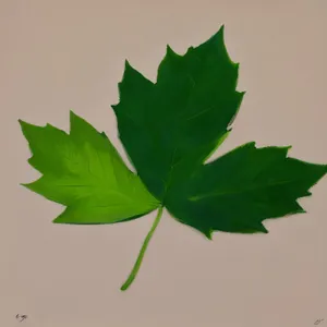 Vibrant Maple Leaves in Spring Foliage