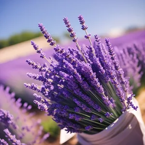 Lavender Shrub Blossom in Vibrant Purple