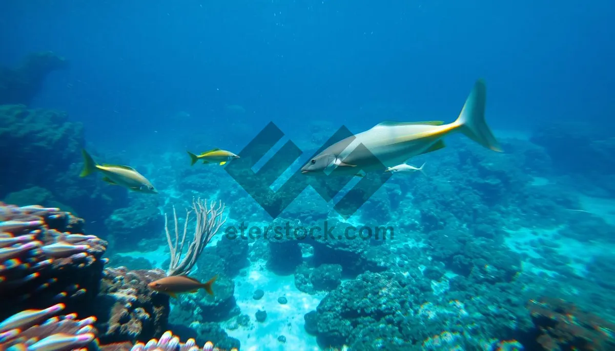 Picture of Exotic Coral Reef Diving Experience Underwater Scene.