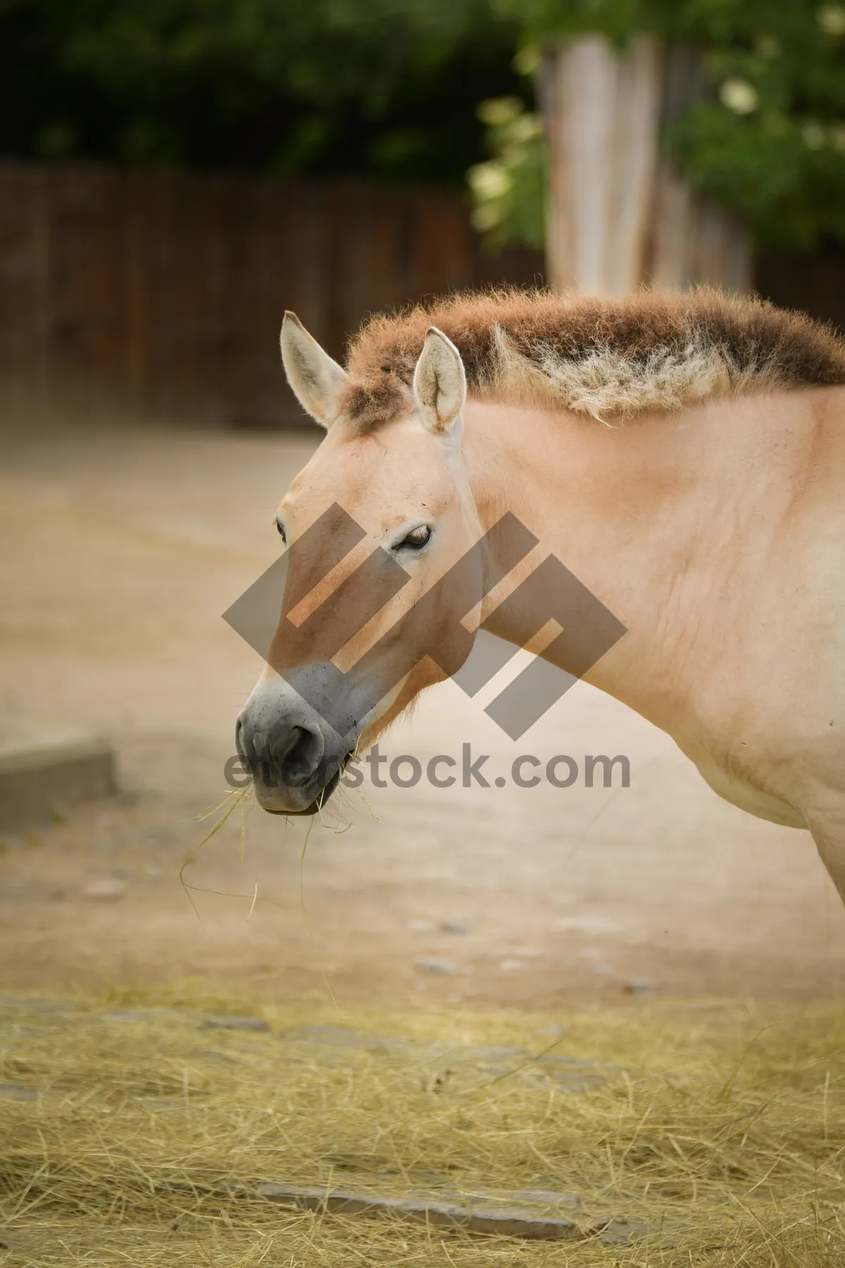 Picture of Brown horse in rural meadow pasture grazing.