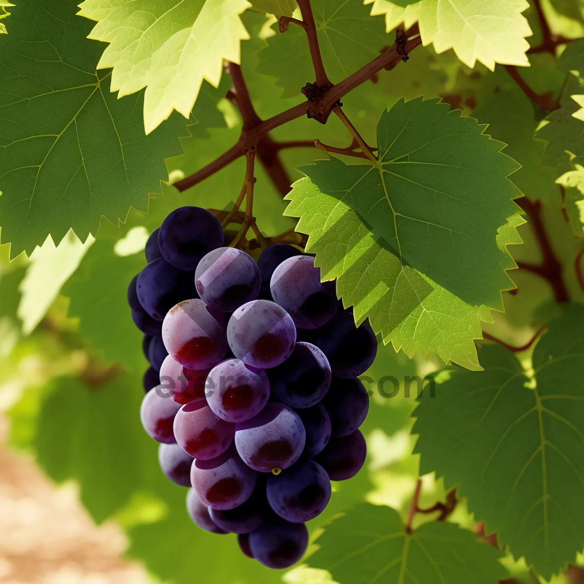 Picture of Vibrant Autumn Harvest: Ripe Grapes on Vine